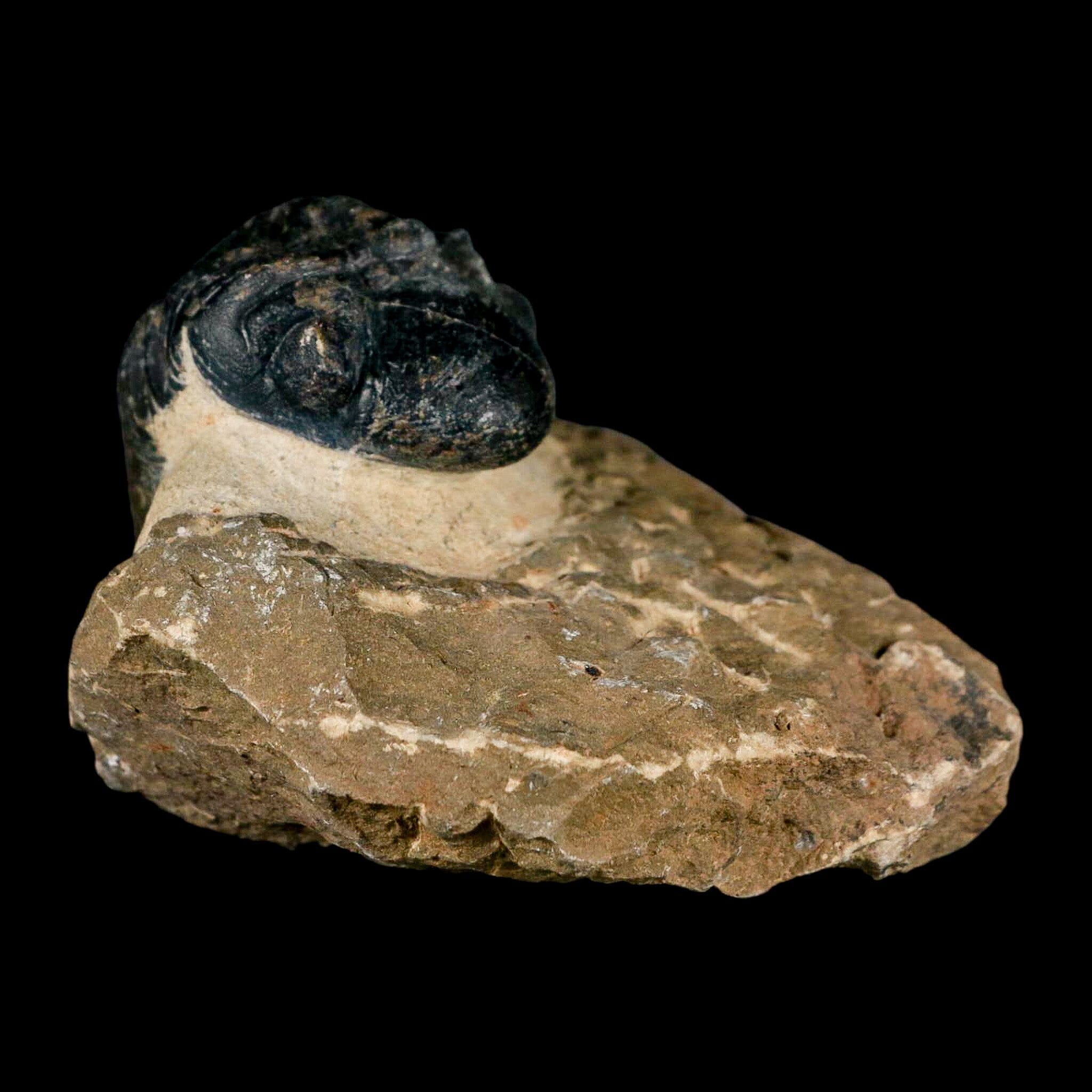 2.8" Reedops Cephalotes Trilobite Fossil Morocco Devonian Age 400 Mil Yrs Old COA - Fossil Age Minerals
