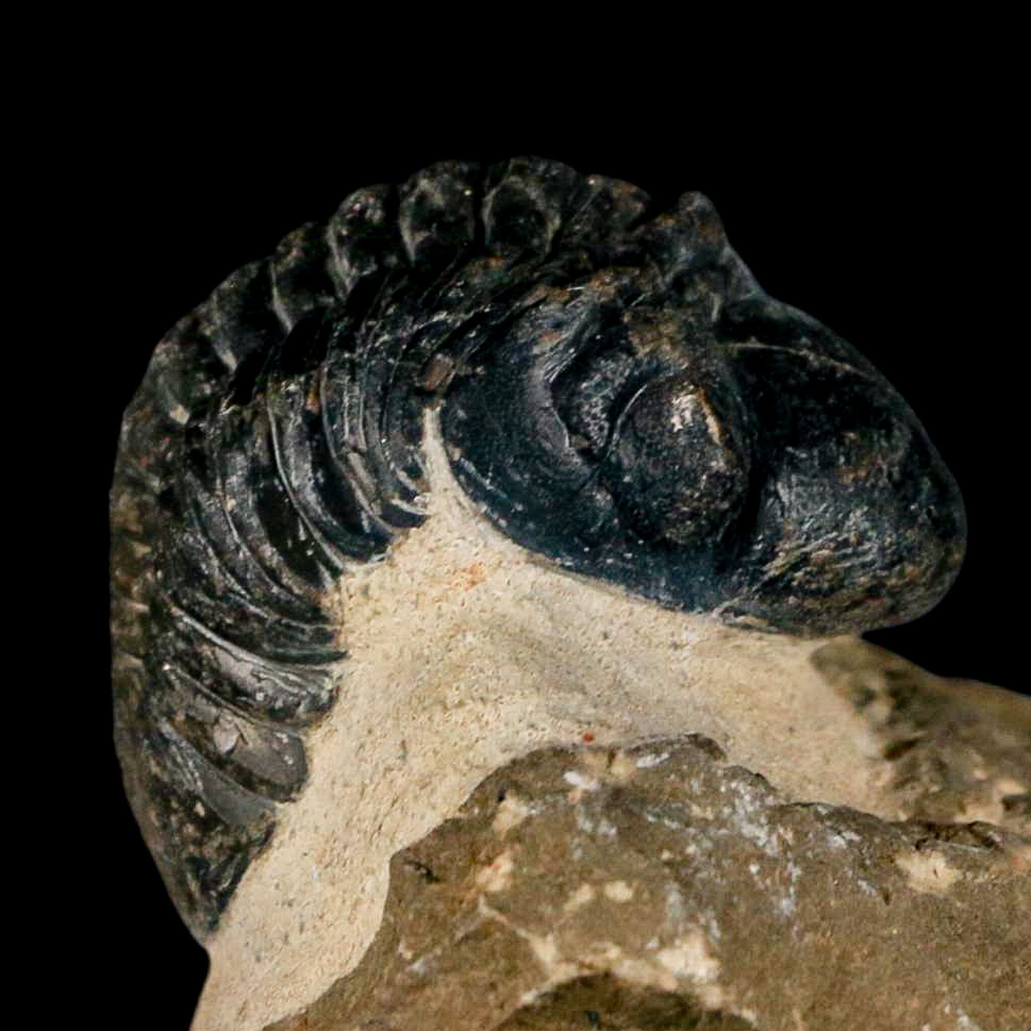2.8" Reedops Cephalotes Trilobite Fossil Morocco Devonian Age 400 Mil Yrs Old COA - Fossil Age Minerals
