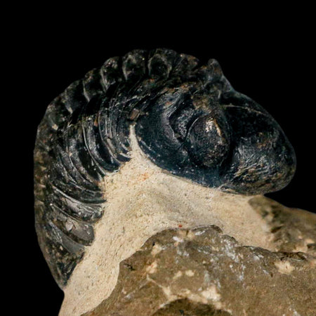 2.8" Reedops Cephalotes Trilobite Fossil Morocco Devonian Age 400 Mil Yrs Old COA