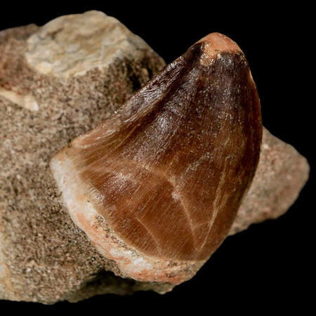 1.6" Mosasaur Prognathodon Fossil Tooth In Matrix Cretaceous Dinosaur Era COA