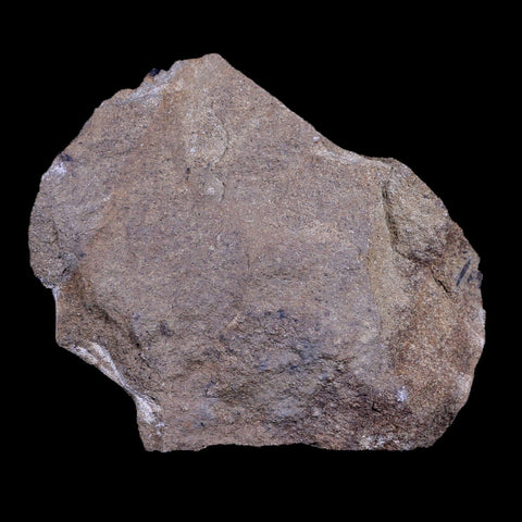 4.2" Carpolithus SP Seed 66-56 Mil Yrs Old Paleocene Age Raton Formation Colorado - Fossil Age Minerals