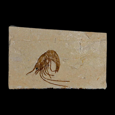 1.2" Fossil Shrimp Carpopenaeus Cretaceous Age 100 Mil Yrs Old Lebanon COA - Fossil Age Minerals