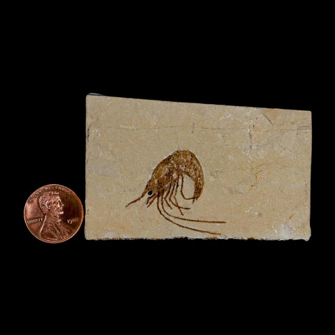 1.2" Fossil Shrimp Carpopenaeus Cretaceous Age 100 Mil Yrs Old Lebanon COA - Fossil Age Minerals
