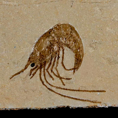 1.2" Fossil Shrimp Carpopenaeus Cretaceous Age 100 Mil Yrs Old Lebanon COA - Fossil Age Minerals