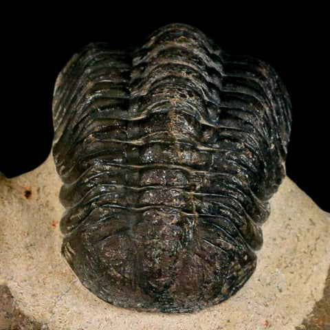 2.8" Reedops Cephalotes Trilobite Fossil Morocco Devonian Age 400 Mil Yrs Old COA - Fossil Age Minerals