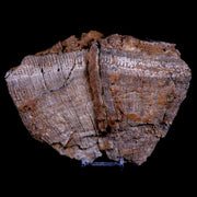 7.5" Dictyoptychus Morgani Fossil Rudist Bivalve Cretaceous Age United Arab Emirates