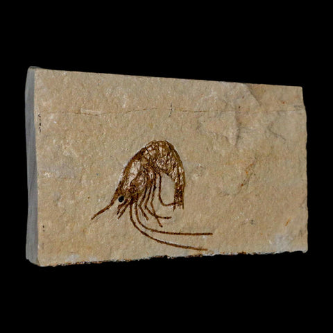 1.2" Fossil Shrimp Carpopenaeus Cretaceous Age 100 Mil Yrs Old Lebanon COA - Fossil Age Minerals