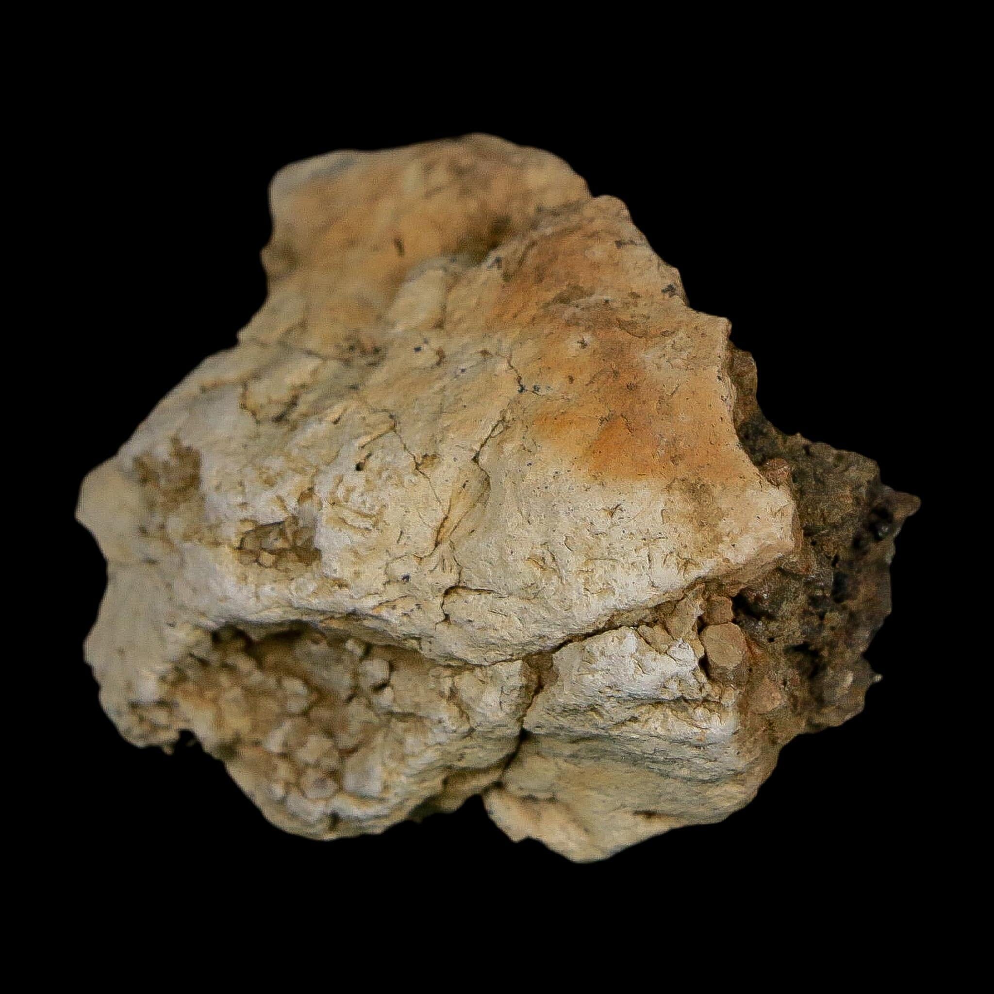 1.4" Tyrannosaurus Rex Fossil Bone Dinosaur Lance Creek Formation Wyoming COA - Fossil Age Minerals