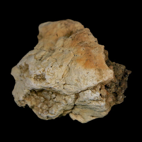 1.4" Tyrannosaurus Rex Fossil Bone Dinosaur Lance Creek Formation Wyoming COA