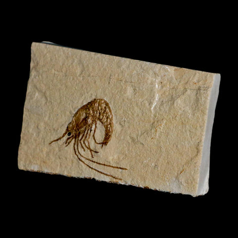 1.2" Fossil Shrimp Carpopenaeus Cretaceous Age 100 Mil Yrs Old Lebanon COA - Fossil Age Minerals
