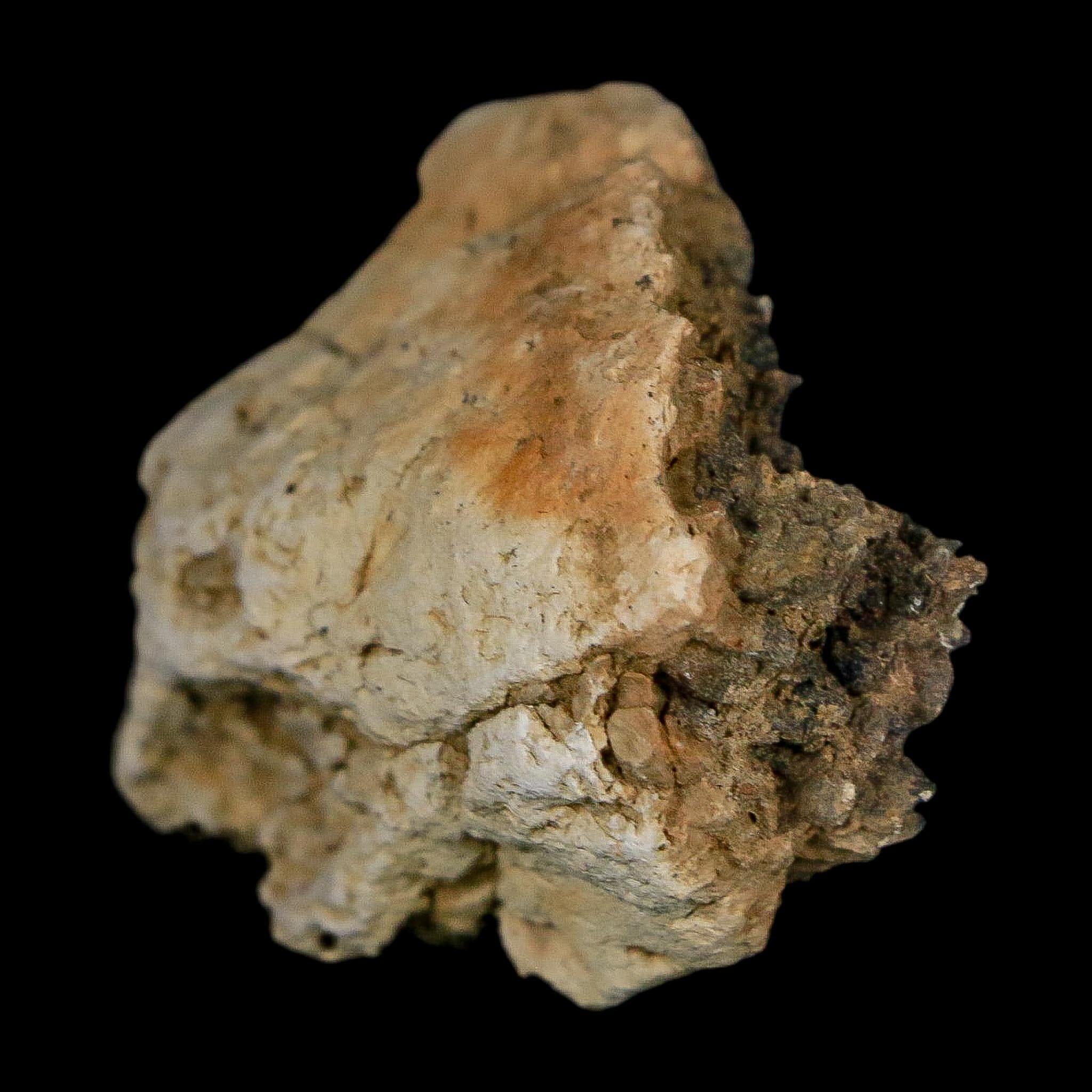 1.4" Tyrannosaurus Rex Fossil Bone Dinosaur Lance Creek Formation Wyoming COA - Fossil Age Minerals