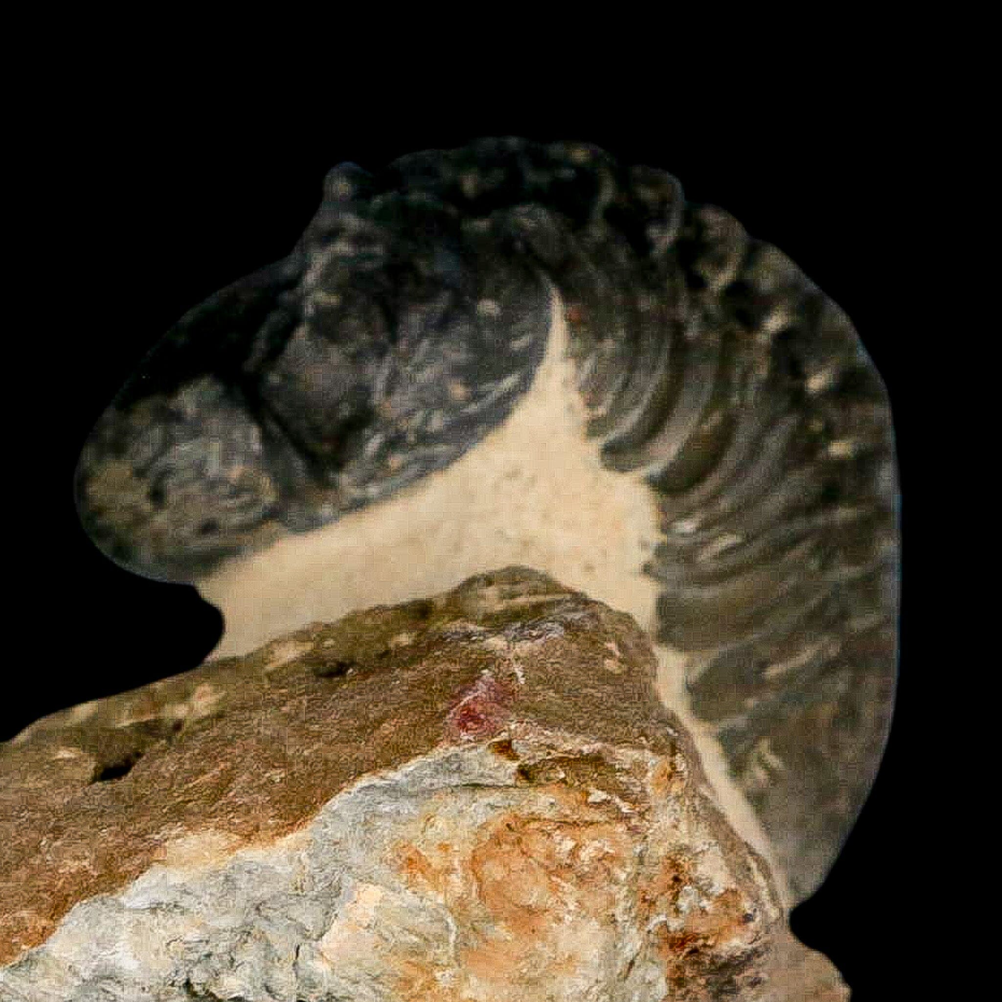 2.8" Reedops Cephalotes Trilobite Fossil Morocco Devonian Age 400 Mil Yrs Old COA - Fossil Age Minerals
