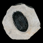 1.9" Metacanthina Issoumourensis Trilobite Fossil Devonian Age 400 Mil Yrs Old COA