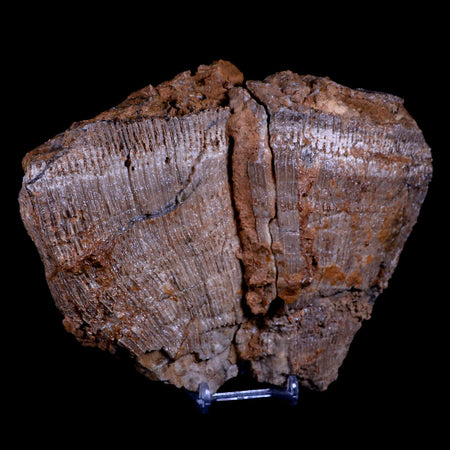 7.5" Dictyoptychus Morgani Fossil Rudist Bivalve Cretaceous Age United Arab Emirates
