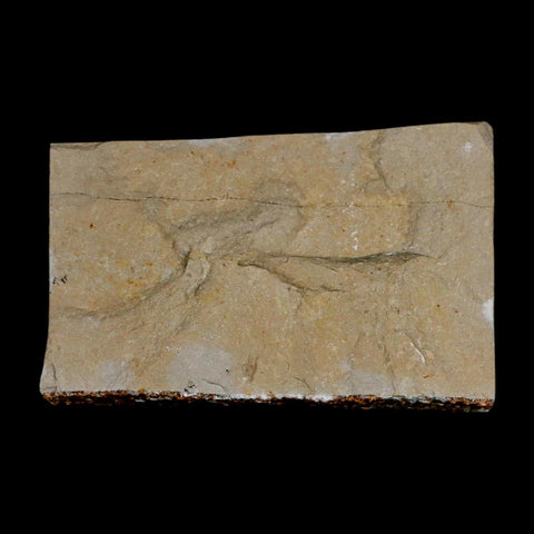 1.2" Fossil Shrimp Carpopenaeus Cretaceous Age 100 Mil Yrs Old Lebanon COA - Fossil Age Minerals