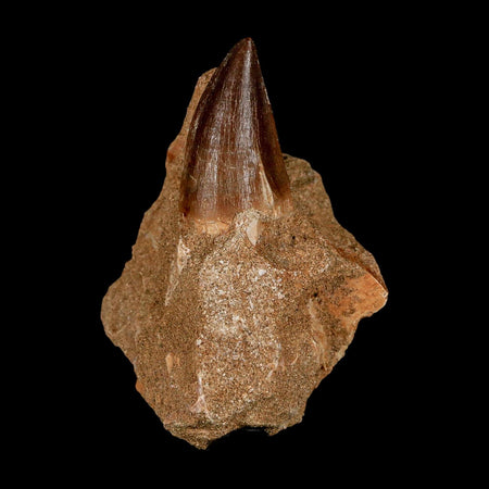 1.5" Mosasaur Prognathodon Fossil Tooth In Matrix Cretaceous Dinosaur Era COA