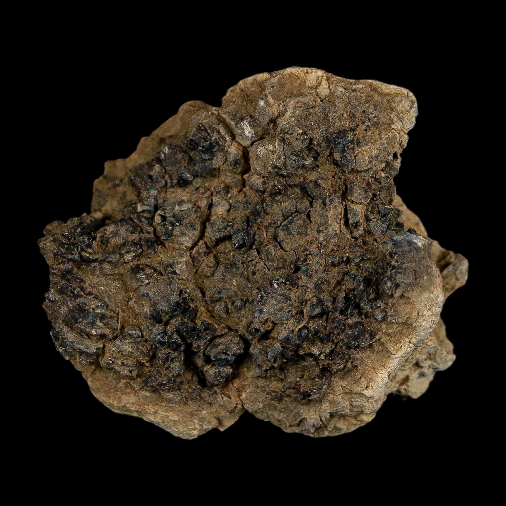 1.4" Tyrannosaurus Rex Fossil Bone Dinosaur Lance Creek Formation Wyoming COA - Fossil Age Minerals