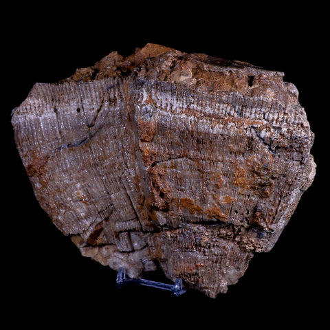 7.5" Dictyoptychus Morgani Fossil Rudist Bivalve Cretaceous Age United Arab Emirates - Fossil Age Minerals