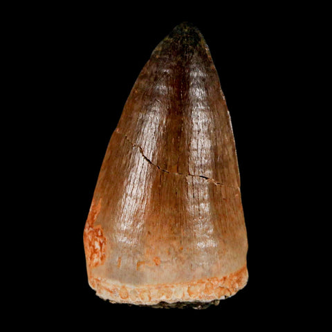 1.8" Mosasaur Prognathodon Fossil Tooth Cretaceous Dinosaur Era COA & Stand - Fossil Age Minerals