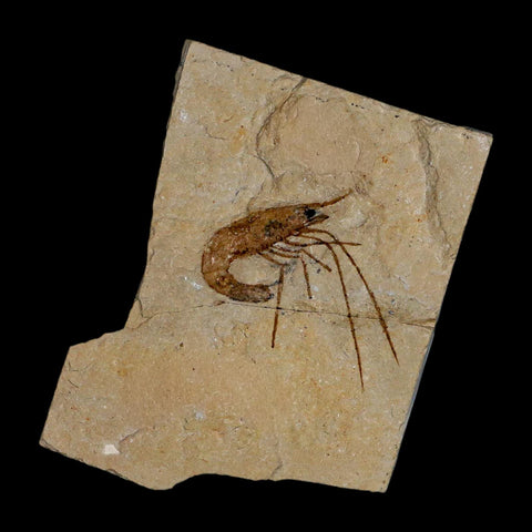 1.4" Fossil Shrimp Carpopenaeus Cretaceous Age 100 Mil Yrs Old Lebanon COA - Fossil Age Minerals
