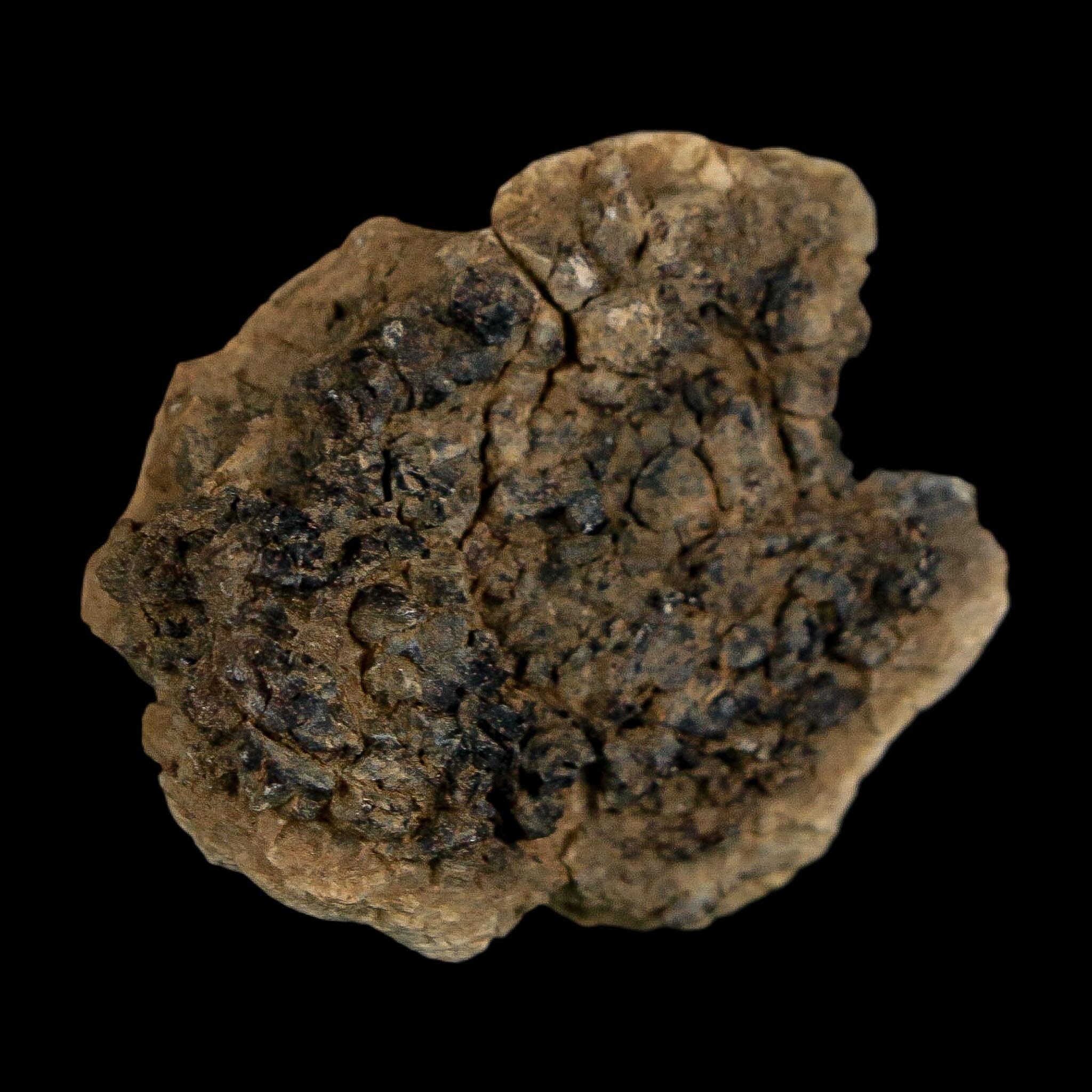 1.4" Tyrannosaurus Rex Fossil Bone Dinosaur Lance Creek Formation Wyoming COA - Fossil Age Minerals