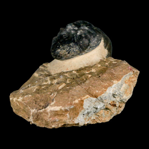 2.8" Reedops Cephalotes Trilobite Fossil Morocco Devonian Age 400 Mil Yrs Old COA - Fossil Age Minerals