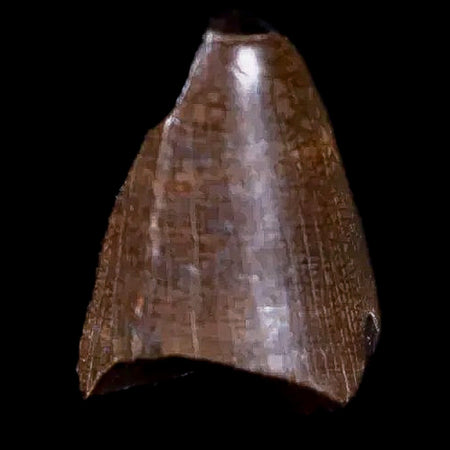 0.4" Tyrannosaurus Rex Fossil Tooth Tip Dinosaur Lance Creek FM WY COA