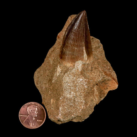 1.5" Mosasaur Prognathodon Fossil Tooth In Matrix Cretaceous Dinosaur Era COA - Fossil Age Minerals
