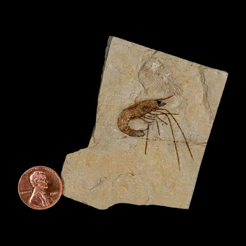 1.4" Fossil Shrimp Carpopenaeus Cretaceous Age 100 Mil Yrs Old Lebanon COA - Fossil Age Minerals