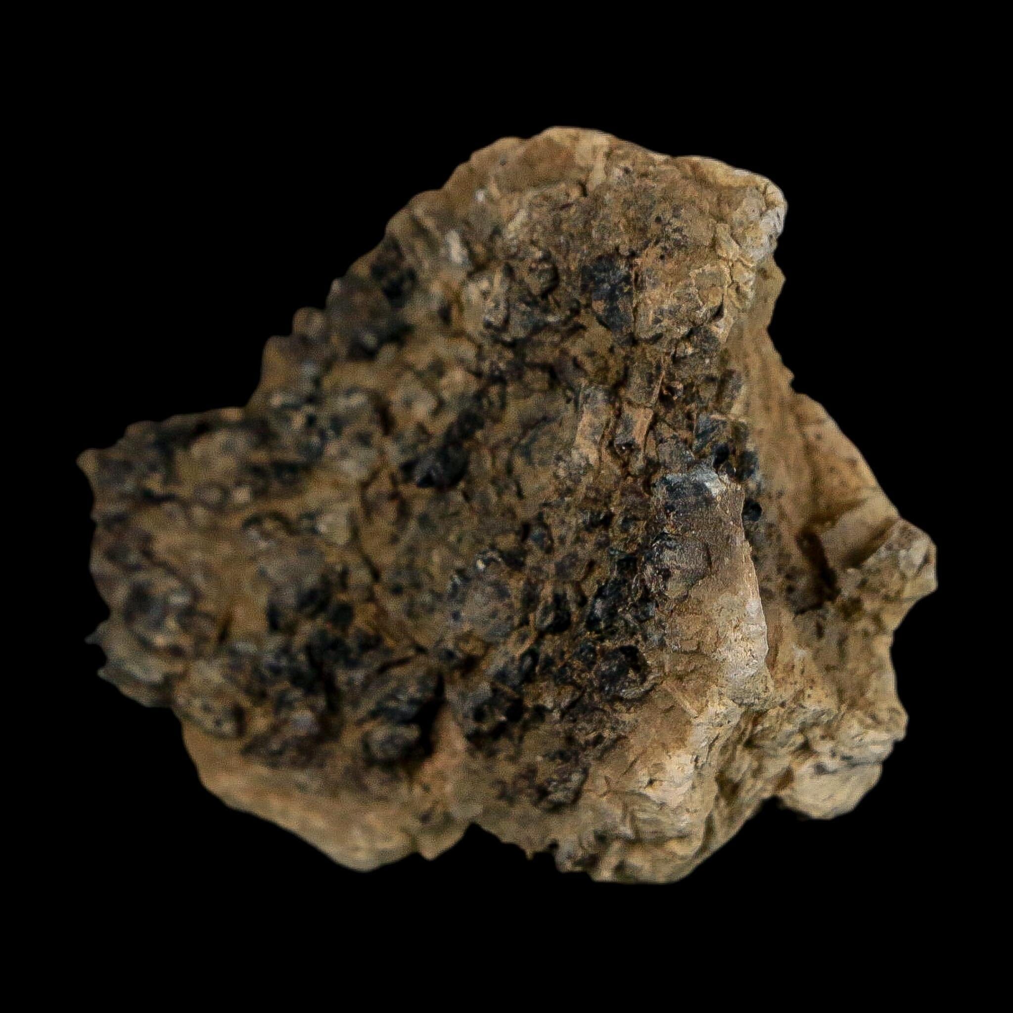 1.4" Tyrannosaurus Rex Fossil Bone Dinosaur Lance Creek Formation Wyoming COA - Fossil Age Minerals