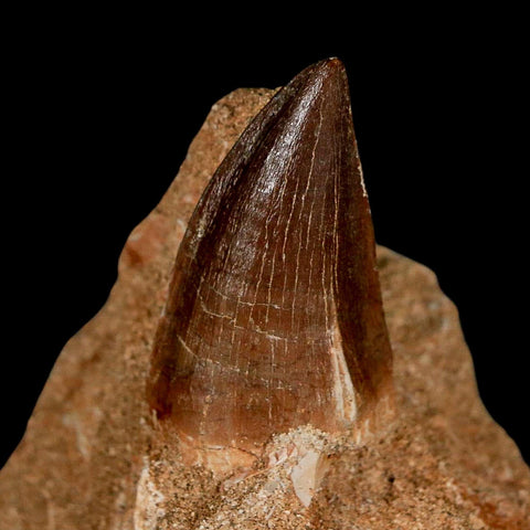 1.5" Mosasaur Prognathodon Fossil Tooth In Matrix Cretaceous Dinosaur Era COA - Fossil Age Minerals