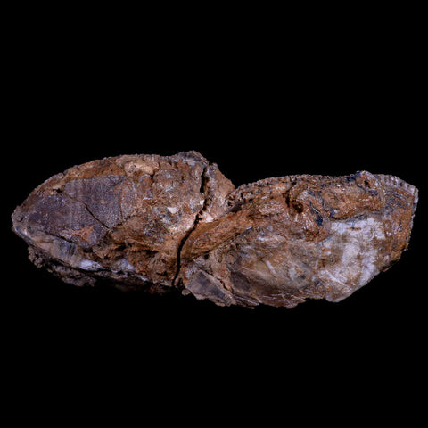 7.5" Dictyoptychus Morgani Fossil Rudist Bivalve Cretaceous Age United Arab Emirates - Fossil Age Minerals