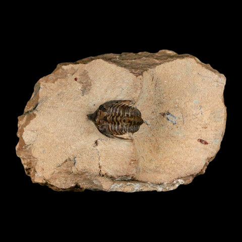 1" Minicryphaeus Minimus Trilobite Fossil Devonian Age Morocco Arthropod COA - Fossil Age Minerals