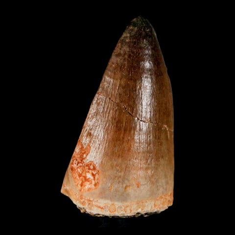 1.8" Mosasaur Prognathodon Fossil Tooth Cretaceous Dinosaur Era COA & Stand - Fossil Age Minerals