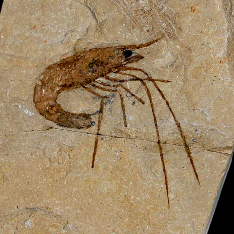 1.4" Fossil Shrimp Carpopenaeus Cretaceous Age 100 Mil Yrs Old Lebanon COA - Fossil Age Minerals