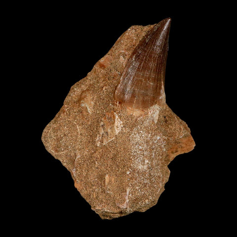 1.5" Mosasaur Prognathodon Fossil Tooth In Matrix Cretaceous Dinosaur Era COA - Fossil Age Minerals