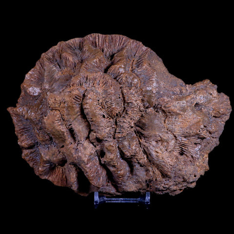 7" Coral Fossil Cretaceous Age Simsima Formation United Arab Emirates Stand - Fossil Age Minerals