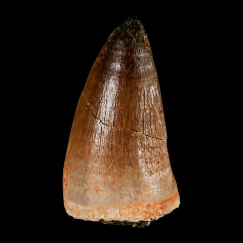 1.8" Mosasaur Prognathodon Fossil Tooth Cretaceous Dinosaur Era COA & Stand - Fossil Age Minerals