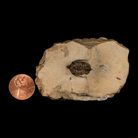 1" Minicryphaeus Minimus Trilobite Fossil Devonian Age Morocco Arthropod COA - Fossil Age Minerals