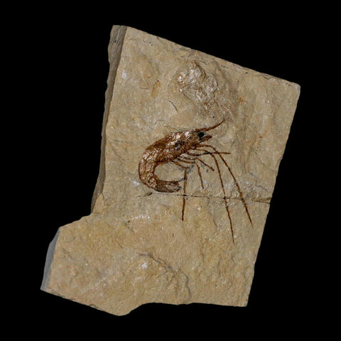 1.4" Fossil Shrimp Carpopenaeus Cretaceous Age 100 Mil Yrs Old Lebanon COA - Fossil Age Minerals