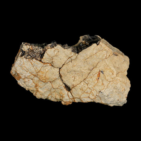 2.8" Tyrannosaurus Rex Fossil Bone Dinosaur Lance Creek Formation Wyoming COA