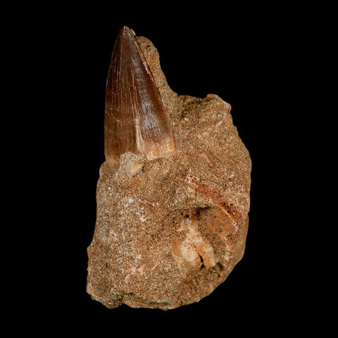 1.5" Mosasaur Prognathodon Fossil Tooth In Matrix Cretaceous Dinosaur Era COA - Fossil Age Minerals