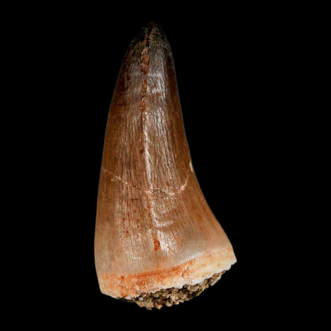 1.8" Mosasaur Prognathodon Fossil Tooth Cretaceous Dinosaur Era COA & Stand - Fossil Age Minerals