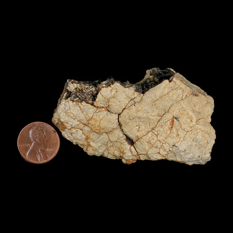 2.8" Tyrannosaurus Rex Fossil Bone Dinosaur Lance Creek Formation Wyoming COA