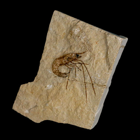 1.4" Fossil Shrimp Carpopenaeus Cretaceous Age 100 Mil Yrs Old Lebanon COA - Fossil Age Minerals