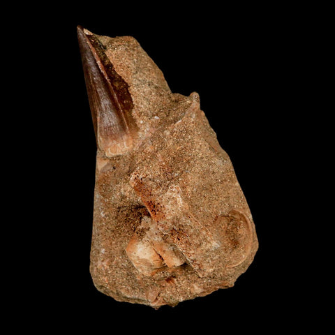 1.5" Mosasaur Prognathodon Fossil Tooth In Matrix Cretaceous Dinosaur Era COA - Fossil Age Minerals