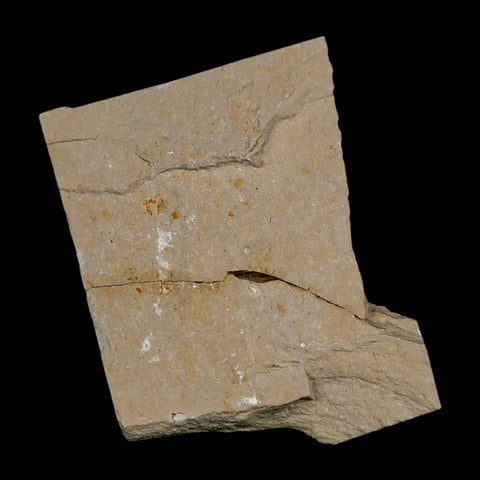1.4" Fossil Shrimp Carpopenaeus Cretaceous Age 100 Mil Yrs Old Lebanon COA - Fossil Age Minerals