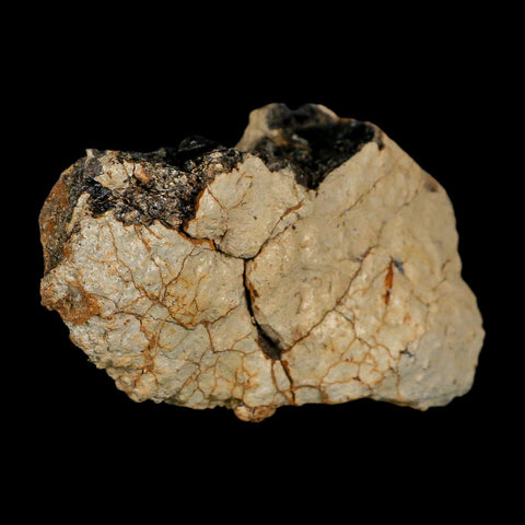 2.8" Tyrannosaurus Rex Fossil Bone Dinosaur Lance Creek Formation Wyoming COA