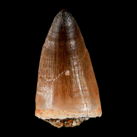 1.8" Mosasaur Prognathodon Fossil Tooth Cretaceous Dinosaur Era COA & Stand - Fossil Age Minerals