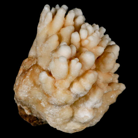 3.2" Botryoidal Aragonite Cave Calcite Crystal Cluster Mineral Specimen Morocco - Fossil Age Minerals